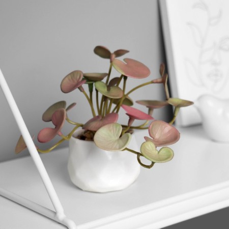 Bonsai in the pot "Peperomy of Ultra" (soft sheet) 9x6 cm, mix