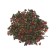 Green tea Chinese sheet barberis oolon, 200 g
