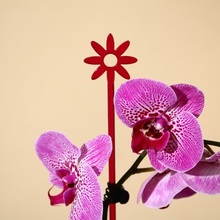Support for orchids, h = 44 cm, plastic, raspberry, mix-11