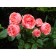 Cimono Rosa seedling, 1 pc, spring 2024