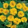 Gravilate Chilean "Lady Strafden", P9 pot, 1 pc, spring 2024