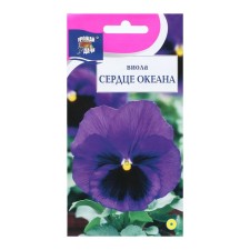 Viola flowers 
