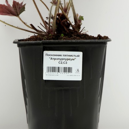 Spit -stained "Atropurpureum", pot C3, 1 pc, Spring 2024-3