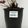 Spit -stained "Atropurpureum", pot C3, 1 pc, Spring 2024