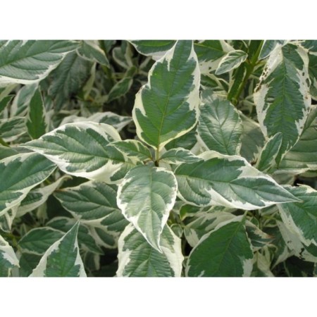Deren's offspring white gold, s2 pot, H10-50 height, 1 pc, summer 2024