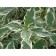 Deren's offspring white gold, s2 pot, H10-50 height, 1 pc, summer 2024