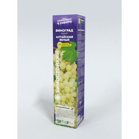 Altai white grapes, spring 2024, 1 pc.-1