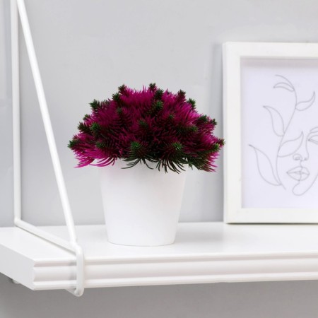 Bonsai in the pot "Fluffy needles" 10x11 cm, mix