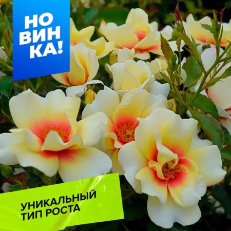 Rose Hybrid Glorius Bibilon Aise