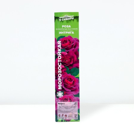 Seedling rose Floribunda intrigue, 1 pc, spring 2024