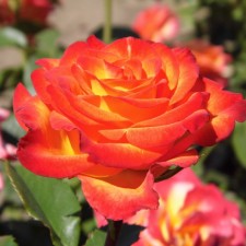 Seedling rose 