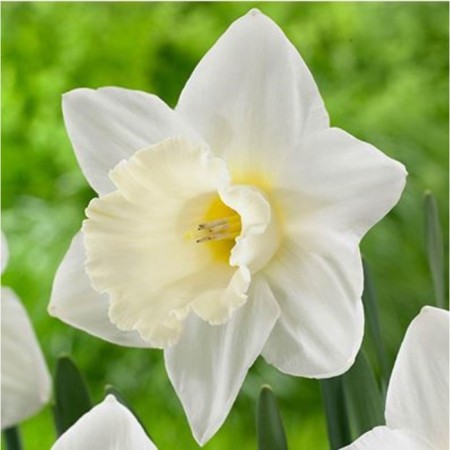 Narcissus Large-crown desademona, 12/14 rr, 5 pcs, 35 h (cm), autumn 2024