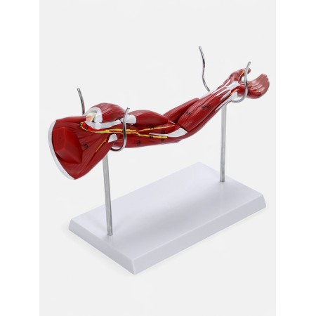Matcage "Hand, Muscle Building" 38cm-1