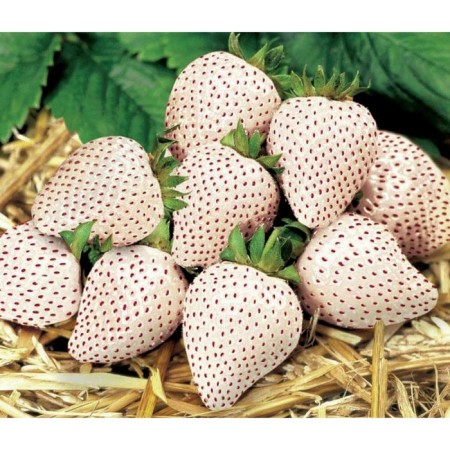 Garden strawberry seedling "Snow White", P9 pot, summer 2024