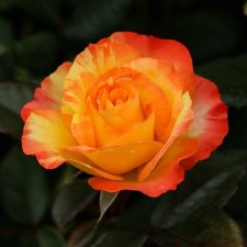 Seedling rose tea-hybrid 