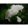 Lilac ordinary memory of Kolesnikov, C3 pot, H10-50 height, 1 pc, summer 2024