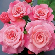Seedling rose 