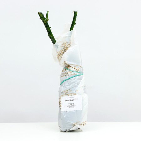Seedling rose Chato de Cheverny, 1 pc, spring 2024-3