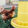 Bunker feeder for poultry 8.5 kg, on legs, plastic, compacta