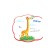 Zoo. Poems and riddles for kids