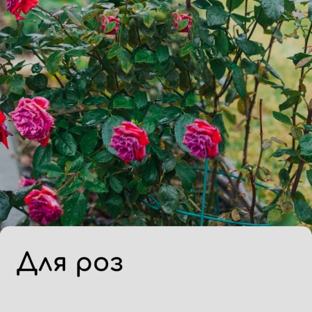 Case for plants, with loops, 100 × 100 cm, spanbond with UV stabilizer, density 60 g/m²-7