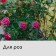 Case for plants, with loops, 100 × 100 cm, spanbond with UV stabilizer, density 60 g/m²