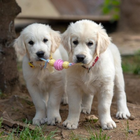 Premium chewing pizh toy on a rope, 3 elements, thermoplastic rubber, mix-6
