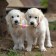Premium chewing pizh toy on a rope, 3 elements, thermoplastic rubber, mix