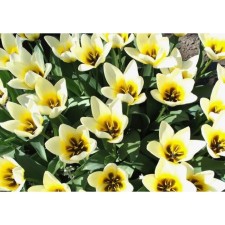 Tulip Foster concert, 10/11 rr, 10 pcs, 30 h (cm), autumn 2024