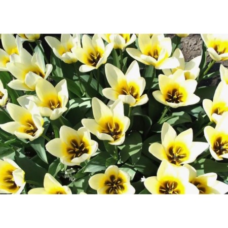 Tulip Foster concert, 10/11 rr, 10 pcs, 30 h (cm), autumn 2024