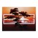 Picture on canvas "Tree in Afrin sunset" 50*70 cm