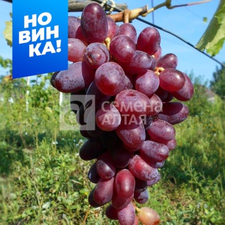 Grapes are very early (100-105 days) the standard