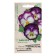 Viola seeds "Great Blue", F1, 5 pcs.