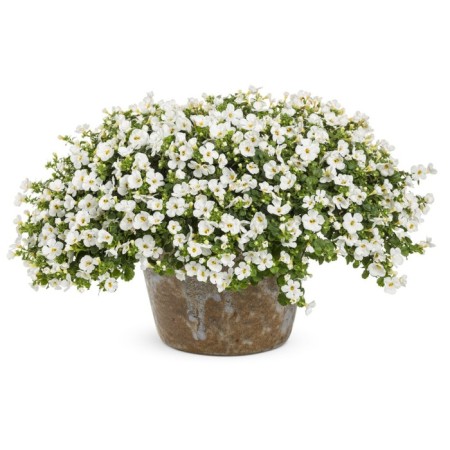 Flowers of Bacop Snowthopia 100 pcs