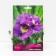 Iris Siberian "Dabble Standard", 1 pc, rr I, spring 2025