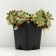 The roofing is young, P9 pot, 1 pc, spring 2024