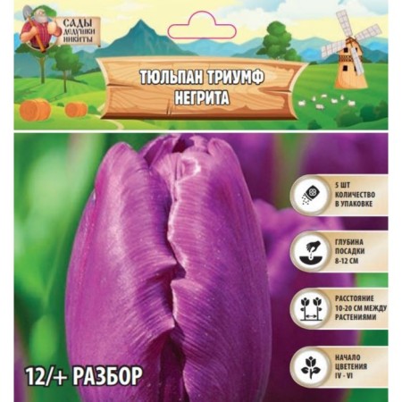 Tulip Triumph Negrit, rr 12+, 5 pcs, autumn 2024