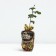 Seedling Rosa Rene Gossini, tea-hybrid tea, pot 2 l., Summer 2024