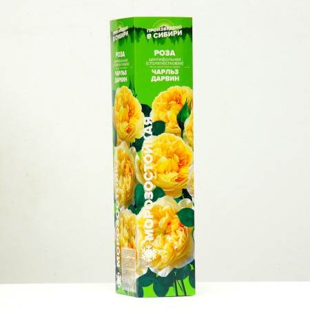 Seedling rose Charles Darwin, 1 pc, spring 2024-1