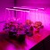 LED phytoslight, 9 watts, 570 mm, linear, purple spectrum