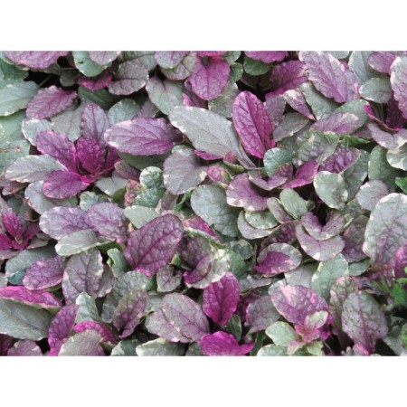 Living creeping Burgundy Glow, P9 pot, H10-50 height, 1 pc, summer 2024