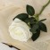 Artificial flowers "Venezuelan rose" 8x23 cm, white