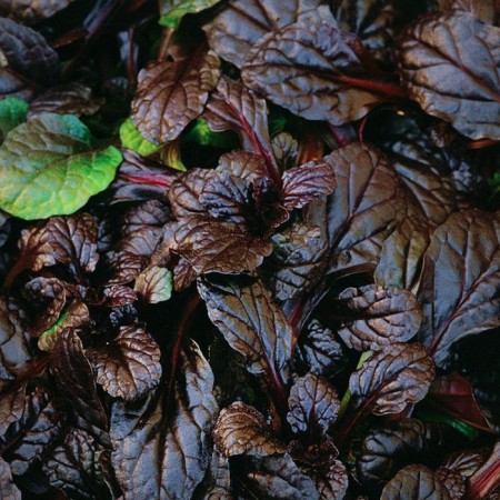 Living creeping mahon, p9 pot, n10-50 height, 1 pc, summer 2024