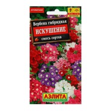 Verbena Flowers 