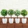 Bonsai in the pot "Color Leaflets" 18 cm, mix