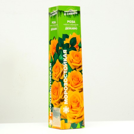 Sahenian Rosa dejavu, spring 2024, 1 pc.-1