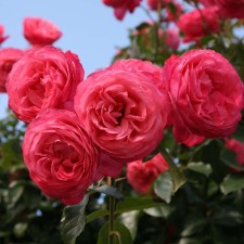 Seedling rose Plesy 