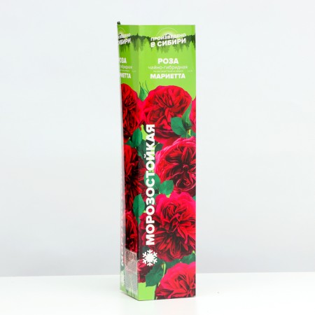 Sahenian Rosa Tea-Hybride "Marietta", 1 pc, spring 2024-1