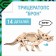 Wooden designer Drovo "Triceratops Bron"