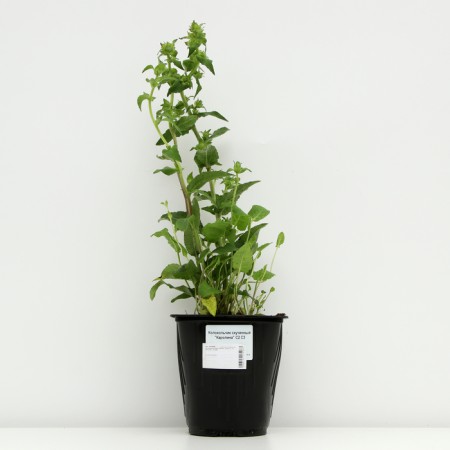 Boof bell "Carolina", pot C3, 1 pc, spring 2024-2